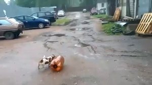 Бочка и собака
