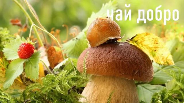 Стрим+Бот ,знакомство общение смотреть онлайн