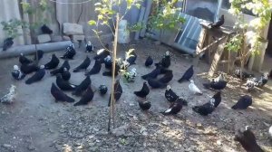 Николаевские голуби в Симферополе