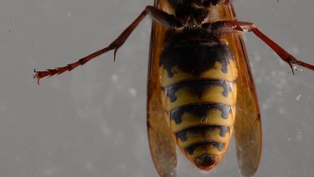 European Hornet Often Confused with the Asian Giant Hornet They are not the same species. Close UP смотреть онлайн