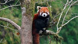 12610809_1920_1080_24fps