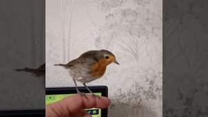 Зарянка вышла погулять