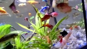 новости аквариумные мои