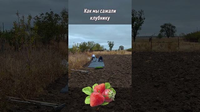 Как мы у себя в деревне сажали клубнику #diy  #жизньвдеревне #домвдеревне  #своимируками #огород