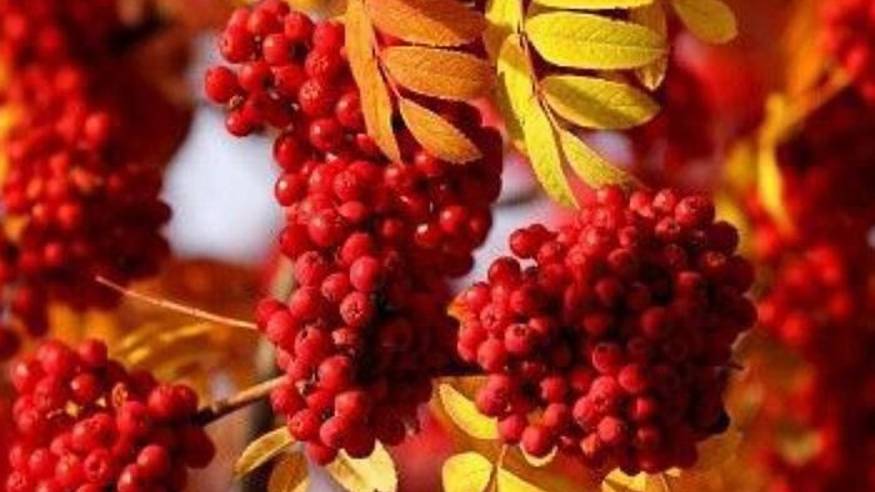 ТЕЛЬЦЫ. 🌺 Ваш таро-прогноз на декабрь 2024 года. Советы карт и минералов от Натальи Вронской 💎