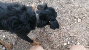 Вот такой пацан) | Немецкий ягдтерьер