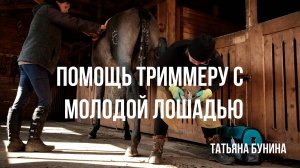 Помощь триммеру с молодой лошадью