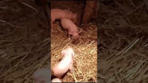 маленькие хрюшки 🐷