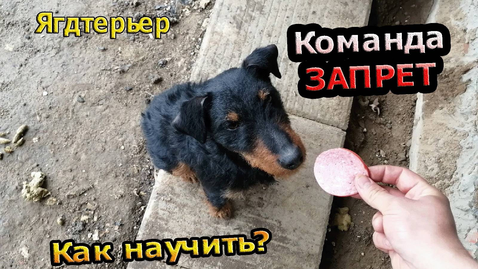 Немецкий Ягдтерьер | Команда запрет,как научить?