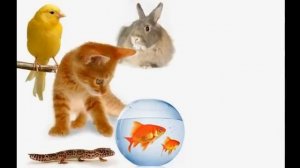 Have you got a pet? (song for children)