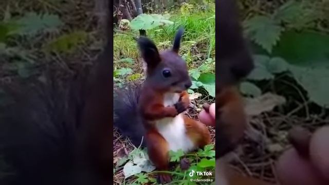 Белка сломалась🤣 смотреть онлайн