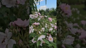 Rugosa hybrids. Sointu rose. Syke rose. Savel rose.