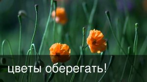 красоты земли