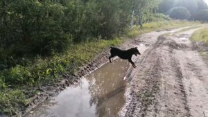 А что у вас сегодня на ужин?))) | За грибами с Ягдтерьером | Природа
