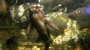 Поющий сомик