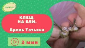 Клещ на ели Бриль Татьяна.