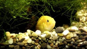 Лабидохромис Еллоу