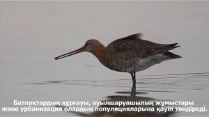 Большой веретенник