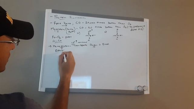 Biochemistry | Protein Function Part 2 - Introduction to Hemoglobin