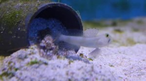 Cryptocentrus cinctus & Alphelus bellulus