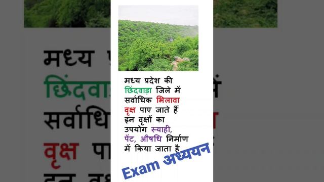 मध्य प्रदेश का छिंदवाड़ा जिला# भिलावा वृक्ष# Exam अध्ययन смотреть онлайн