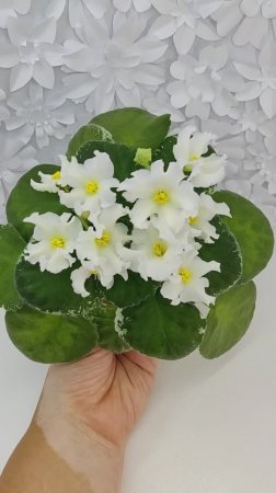 Фиалка Р-Золотые Пески