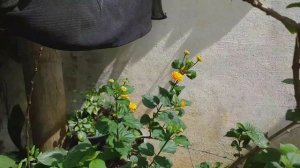 LANTANA A INCRÍVEL FLOR QUE MUDA DE COR