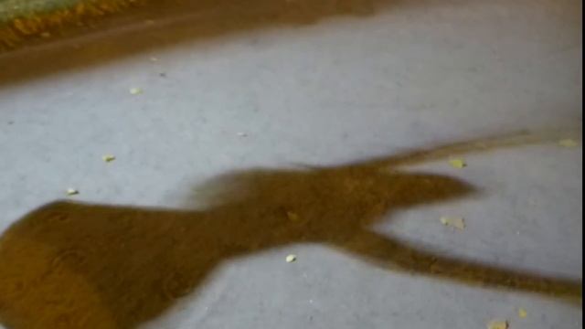 Stepping over hearts смотреть онлайн