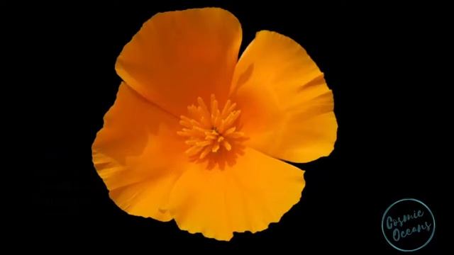 California Poppy Flower Essence Frequency Energetic Signature - Seek Within смотреть онлайн