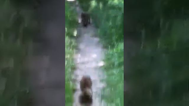 Банда енотов в Сукко? А говорят еноты ночные животные.