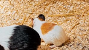 Guinea Pigs - Custom Cage Ideas