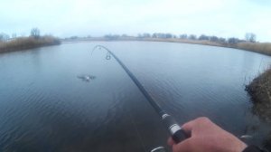 Удачный выезд за щукой в ближнюю пойму джиг риг не подвел.