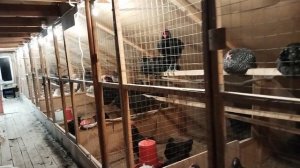 Содержание кур осенью и зимой