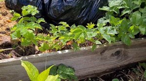 Норвегия. Крупнолисная Гортензия.  Третьи сутки после полива Ортофосфорной кислотой. Осмотр листьев