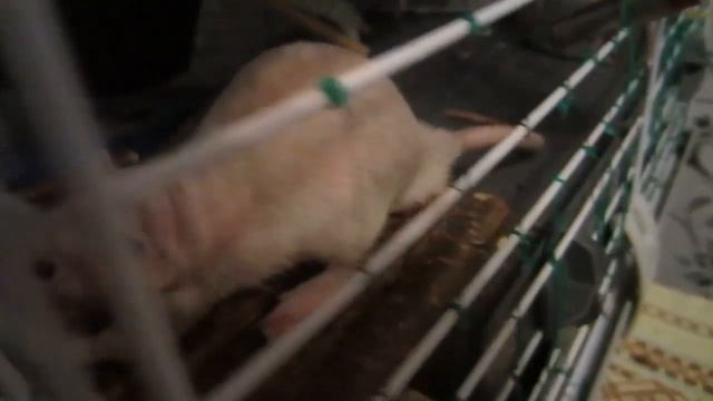 Арчибальд как он есть. И ест)) смотреть онлайн