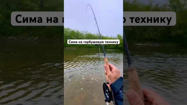#нахлыст #flyfishing #сима # sakuramasu #cherrysalmon #вишневыйлосось смотреть онлайн