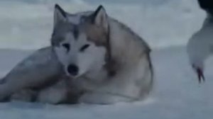 грустный клип про волков. Честь