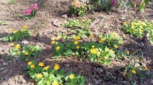 ПЕРВОЦВЕТЫ. Сангвинария,гиацинты,прострел,чистяк.11.04.24