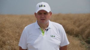 Lidea Производство гибридов рапса