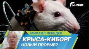 Российские ученые подключили мозг грызуна к искусственному интеллекту