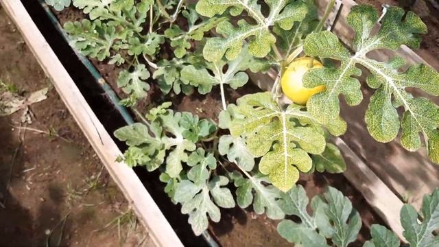 19 июня, в теплице вода, ягода гнеет, дожди на неделю.Иваново смотреть онлайн