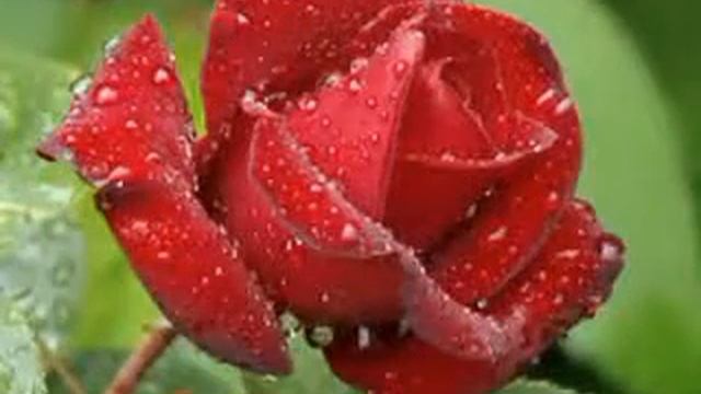 Желаю ДОБРА смотреть онлайн