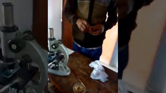 Experiment on pollen germination contd... смотреть онлайн