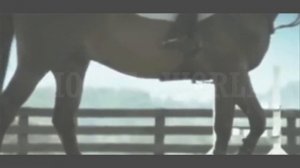 HORSE WORLD l Твоя любовь- это так красивоl Конный клип