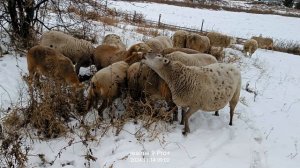 зимний выпас катумских маток