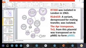 Types of plasmid