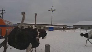 прикол страусы танцуют за Полярным кругом