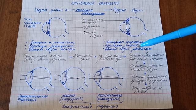 Зрительный анализатор. Механизм аккомодации.