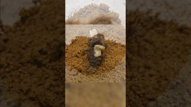 ブラックキラーヒヨケムシ餌やり смотреть онлайн