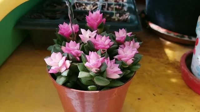 วิธีปลูกดูแล ขยายพันธุ์ และการทำให้ต้นลูกชุบสีสวย смотреть онлайн